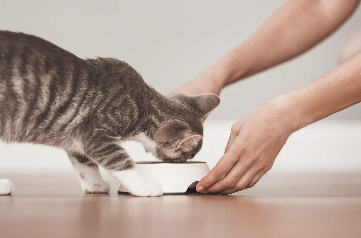 All About Proactive Kitten Supplement Types, Benefits & More